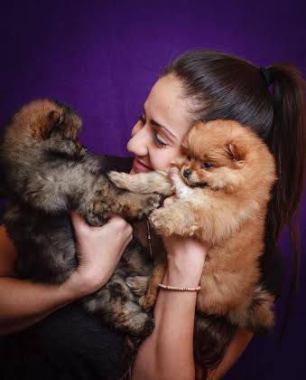 Pomeranian Welpen aus der Top Heart FCI Zucht